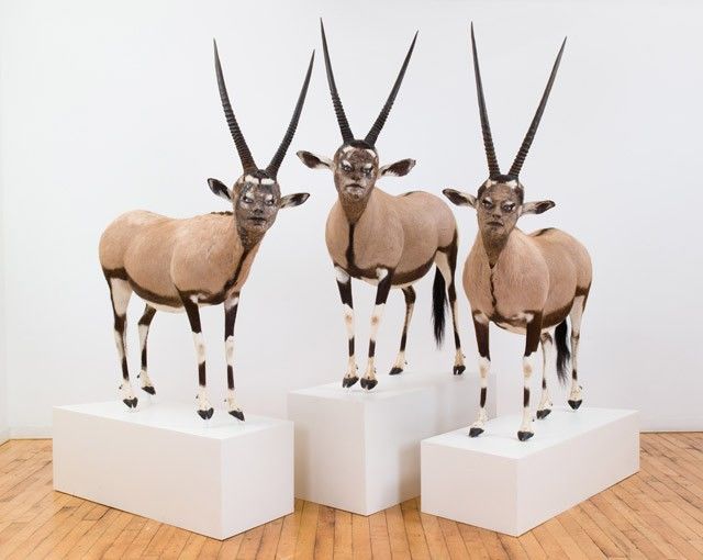 Taxidermy: The art of stuffed animals explained - Gallerease