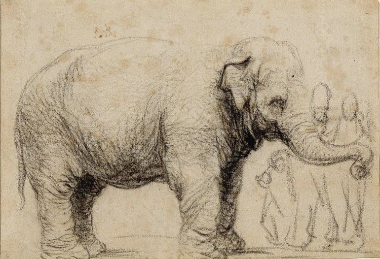 Schets van de beroemdste olifant in de Gouden Eeuw 'Hansken', gemaakt door Rembrandt, ca. 1637